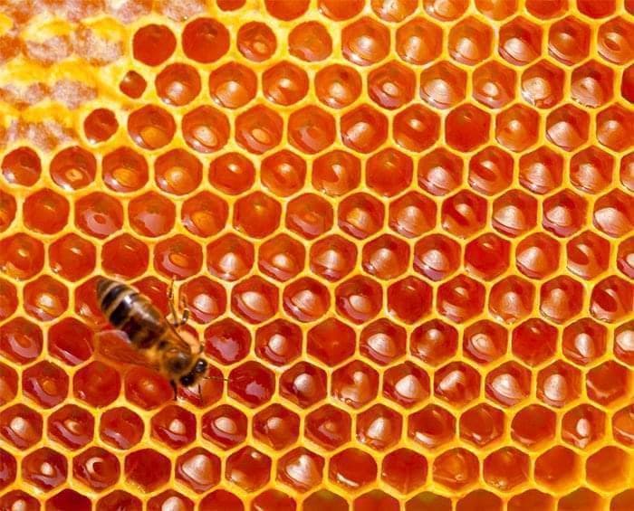 Capture d'écran du site Mélilot Consulting - De la nature aux organisations humaines